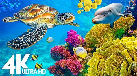 11 HOURS Stunning 4K Underwater footage + Music .